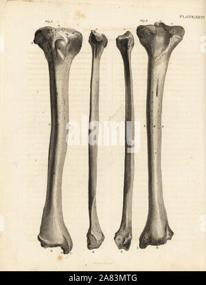 Vue sur le tibia os dans la jambe humaine. La gravure sur cuivre par Edward Mitchell après une illustration anatomique par Jean-Joseph Sue de John Barclay's une série de gravures du squelette humain, MacLachlan et Stewart, Édimbourg, 1824. Banque D'Images