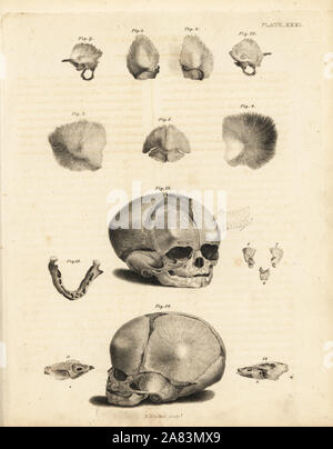 Étapes de la formation du crâne fœtal. La gravure sur cuivre par Edward Mitchell après une illustration anatomique par Jean-Joseph Sue de John Barclay's une série de gravures du squelette humain, MacLachlan et Stewart, Édimbourg, 1824. Banque D'Images