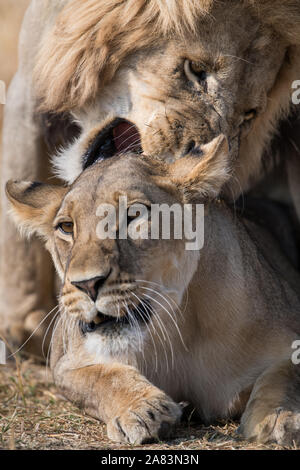 Couple de lions d'accouplement (Panthera leo) dans la belle lumière dans NP Moremi (Khwai), Botswana Banque D'Images
