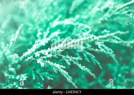 Premières gelées sur menthe verte avec des branches de genévrier chute magnifiquement la lumière du soleil, la fin de l'automne. Fond naturel. Vue de dessus, Close up. Banque D'Images