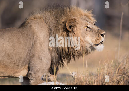 Couple de lions d'accouplement (Panthera leo) dans la belle lumière dans NP Moremi (Khwai), Botswana Banque D'Images