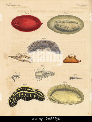 Limaces de mer : Phyllidia varicosa 1,2, Tergipes Aeolidia papillosa limacina 3,4, 5, 6, 1950-1997 Scyllaea Tritonia hombergii Polycera quadrilineata 8, 7, et Platydoris argo 9,10. Coloriée à la gravure sur cuivre de Johann Friedrich de Bertuch Bilderbuch fur Kinder (Livre d'images pour les enfants), Weimar, 1823. Banque D'Images