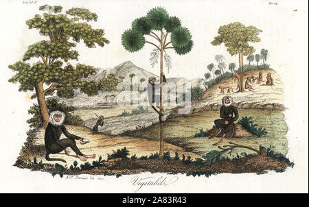 Toque macaque, Macaca sinica (disparition) au milieu de l'arbre à pain, Artocarpus altilis, et talipot Corypha umbraculifera, palm, au Sri Lanka. Dessiné et gravé sur cuivre coloriée par Andrea Bernieri de Giulio Ferrario's costumes anciens et modernes de tous les peuples du monde, Florence, Italie, 1844. Banque D'Images