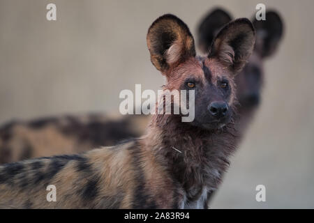 Portrait de chien sauvage d'Afrique (lycaonpictus) avec du sang visage et d'autres membres de la meute en arrière-plan en NP Moremi (Khwai River), Botswana Banque D'Images