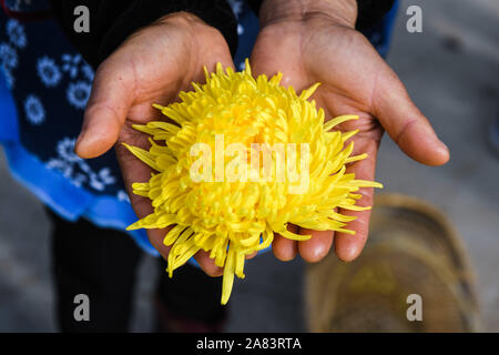 Changxing, Province de Zhejiang en Chine. Nov 6, 2019. Un villageois présente une fleur de chrysanthème à Zhongshan Village de Changxing County, Zhejiang Province de Chine orientale, le 6 novembre 2019. Credit : Xu Yu/Xinhua/Alamy Live News Banque D'Images