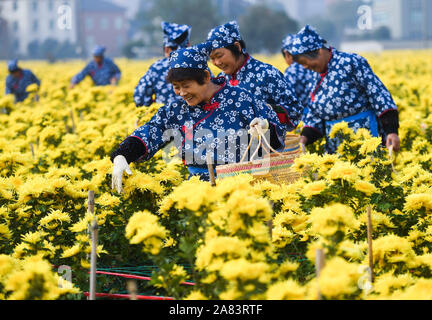 Changxing, Province de Zhejiang en Chine. Nov 6, 2019. Les gens reçoivent des fleurs de chrysanthème à une plantation à Zhongshan Village de Changxing County, Zhejiang Province de Chine orientale, le 6 novembre 2019. Credit : Xu Yu/Xinhua/Alamy Live News Banque D'Images