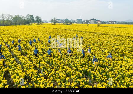 Changxing. Nov 6, 2019. Photo aérienne prise le 6 novembre 2019 montre aux gens la cueillette des fleurs de chrysanthème à une plantation à Zhongshan Village de Changxing County, la Chine de l'est la province de Zhejiang. Credit : Xu Yu/Xinhua/Alamy Live News Banque D'Images