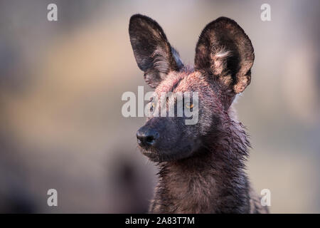 Portrait de chien sauvage d'Afrique (lycaonpictus) avec du sang visage et d'autres membres de la meute en arrière-plan en NP Moremi (Khwai River), Botswana Banque D'Images