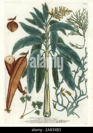 Bananier Musa paradisiaca, fruits et une muskroot Adoxa moschatellina,, b, et Wolf's foot mousse, Lycopodium c,d'espèces. Coloriée à la manière noire de Johan Wilhelm Weinmann, 2e moitié du Phytanthoza, Regensburg, 1737. Banque D'Images