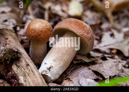 Deux champignons boletus edulis (cep, penny bun, porcino cèpes ou champignons porcini, appelés généralement) pousse sur le sol de la forêt entre moss, vert gras Banque D'Images