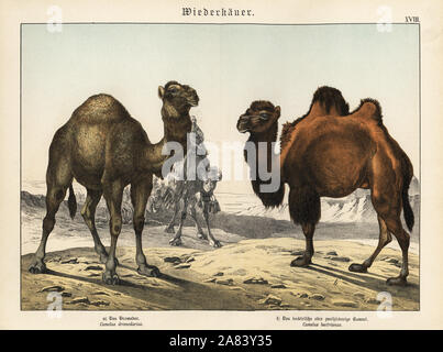 Chameau d'arabie, Camelus dromedarius, et gravement menacée d'chameau de Bactriane Camelus bactrianus,. Chromolithographie de Gotthilf Heinrich von Schubert's Naturgeschichte (Histoire Naturelle), Schreiber, Munich, 1886. Banque D'Images