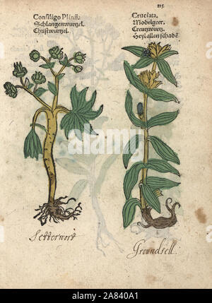 L'hellébore fétide helleborus foetidus, et le séneçon vulgaire, Senecio vulgaris. Gravure sur bois coloriée à la gravure d'une illustration botanique d'Adam Lonicer Krauterbuch's, ou de plantes médicinales, Francfort, 1557. Cette d'une édition pirate du 17e siècle ou des illustrations de l'atlas, avec légendes en latin, grec, français, italien, allemand, et en anglais manuscrit. Banque D'Images