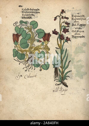 Chou, Brassica oleracea, et rampion bellflower, Campanula rapunculus. Gravure sur bois coloriée à la gravure d'une illustration botanique d'Adam Lonicer Krauterbuch's, ou de plantes médicinales, Francfort, 1557. Cette d'une édition pirate du 17e siècle ou des illustrations de l'atlas, avec légendes en latin, grec, français, italien, allemand, et en anglais manuscrit. Banque D'Images