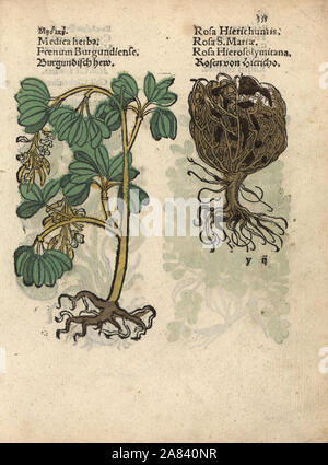 Luzerne, Medicago sativa, et rose de Jéricho, Anastatica hierochuntica. Gravure sur bois coloriée à la gravure d'une illustration botanique d'Adam Lonicer Krauterbuch's, ou de plantes médicinales, Francfort, 1557. Cette d'une édition pirate du 17e siècle ou des illustrations de l'atlas, avec légendes en latin, grec, français, italien, allemand, et en anglais manuscrit. Banque D'Images