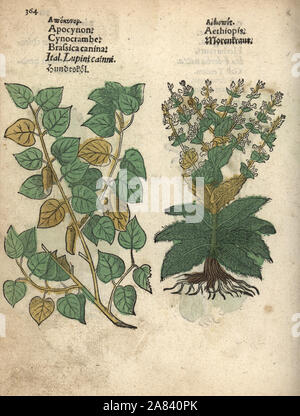 Theligonum cynocrambe, Méditerranée et la sauge, Salvia aethiopis. Gravure sur bois coloriée à la gravure d'une illustration botanique d'Adam Lonicer Krauterbuch's, ou de plantes médicinales, Francfort, 1557. Cette d'une édition pirate du 17e siècle ou des illustrations de l'atlas, avec légendes en latin, grec, français, italien, allemand, et en anglais manuscrit. Banque D'Images