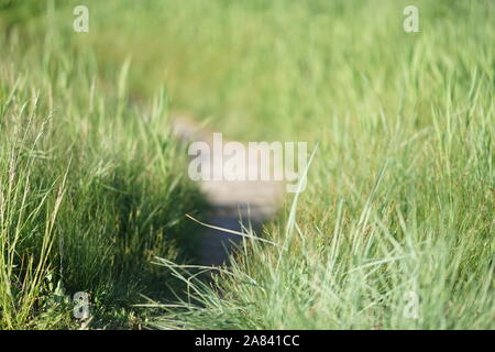 Chemin dans le livre vert de l'herbe luxuriante, journée ensoleillée Banque D'Images