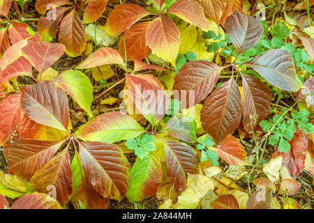 Close-up de mélange de feuilles naturelles, à la fois passé et toujours en croissance, de couleur bronze, brun, jaune et vert. Les feuilles ont des imperfections naturelles Banque D'Images