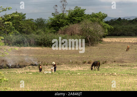 Un couple d'agriculteurs travaillant dans un champ et brûlant de vieilles pailles dans la province de Pinar del Río, à l'ouest de Cuba, Cuba. Banque D'Images