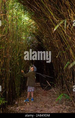 Un jeune garçon portant un filet de pêche regarde en se émerge devant le grand bambou de chaque côté de lui lorsqu'il marche à travers un tunnel en bambou. Banque D'Images