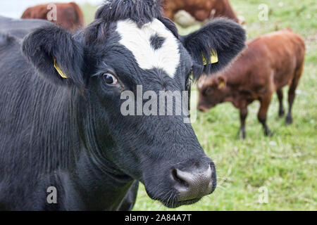 Dans un pâturage de bétail sur la rive du fleuve. Vaches et veaux avec une marque auriculaire Banque D'Images