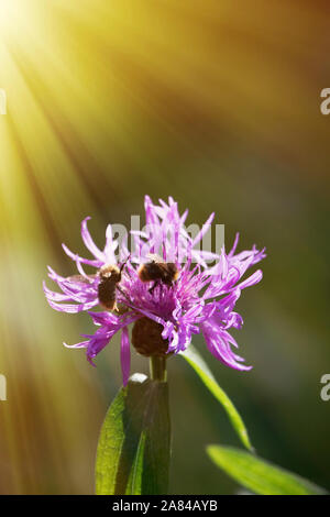 Sow-Thistle rose fleur au soleil - le chardon des champs (Cirsium arvense) - mauvaises herbes persistantes Banque D'Images