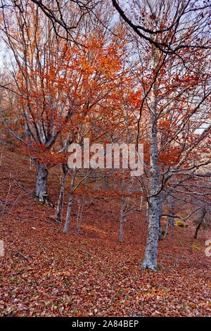 La nature : l'automne à Montejo de la Sierra de Madrid, hêtre. Banque D'Images
