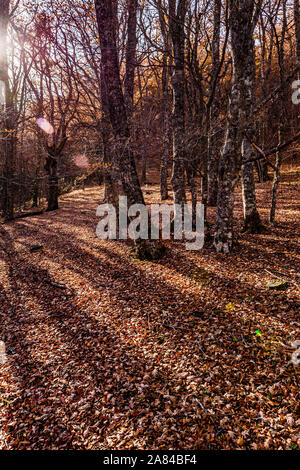La nature : l'automne à Montejo de la Sierra de Madrid, hêtre. Banque D'Images