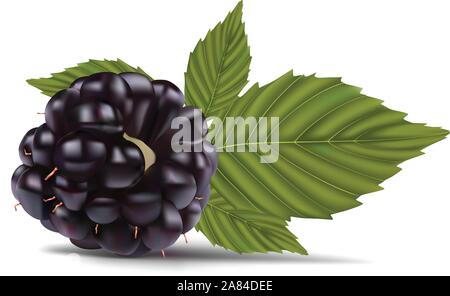 Dewberries (cassis) et de feuilles vertes sur fond blanc vector Illustration de Vecteur