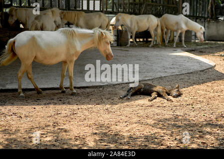 À cheval à sleeping poulain. Mère avec poulain gardant l'oeil ouvert Banque D'Images