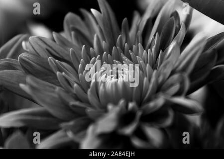 Fleur noir et blanc Banque D'Images