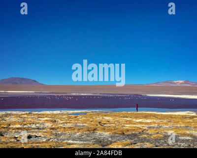 Vue sur la Laguna Colorada, salt lake colorés dans Sur Lipez province, Potosi, en Bolivie Banque D'Images