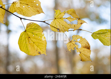 Les feuilles d'automne partiellement décomposés sur l'arbre. Banque D'Images