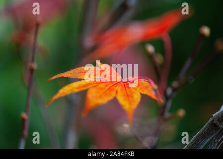 Changer les couleurs de la Japanese maple, Acer japonica. Banque D'Images