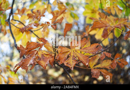 Les feuilles de marronnier dans leurs couleurs d'automne. Banque D'Images