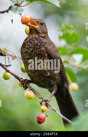 Blackbird juvénile de manger les cerises au jardin gallois. Banque D'Images