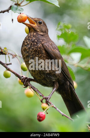 Blackbird juvénile de manger les cerises au jardin gallois. Banque D'Images