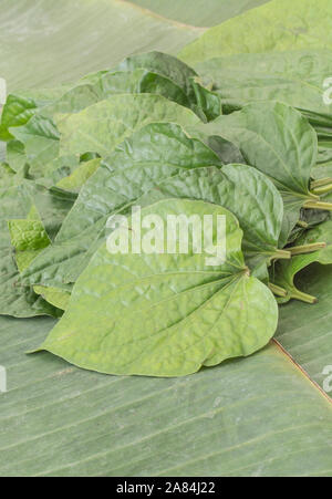 Feuilles en forme de cœur de Piper betle bétel Vine /. Pas même comme l'arbre - Areca - qui produit des noix de bétel. Plu Cha feuilles utilisées en médecine ayurvédique. Banque D'Images