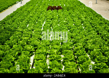 La culture hydroponique système flottant avec l'agriculture de plantation groupe de légumes. Banque D'Images