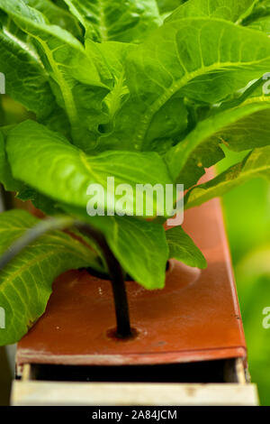 La culture hydroponique système flottant avec l'agriculture de plantation groupe de légumes. Banque D'Images