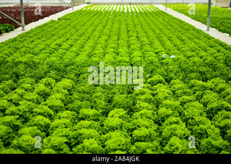 La culture hydroponique système flottant avec l'agriculture de plantation groupe de légumes. Banque D'Images