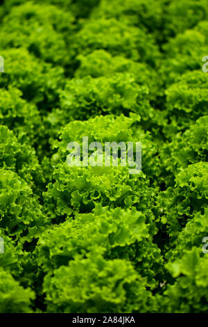 La culture hydroponique système flottant avec l'agriculture de plantation groupe de légumes. Banque D'Images