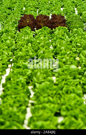 La culture hydroponique système flottant avec l'agriculture de plantation groupe de légumes. Banque D'Images