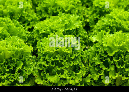 La culture hydroponique système flottant avec l'agriculture de plantation groupe de légumes. Banque D'Images