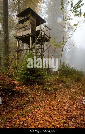 Chasseur en bois perché à la lisière de la forêt dans le brouillard d'automne dans la forêt de pins à l'arrière-plan flou Banque D'Images