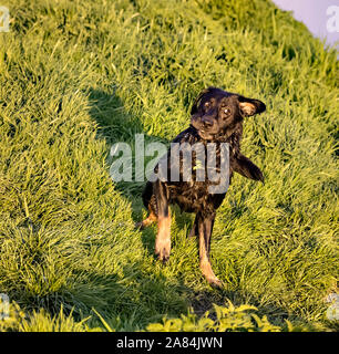 Chien secouer l'eau, des gouttelettes d'eau Banque D'Images