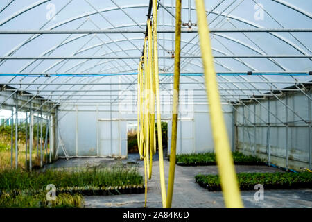 Loops d'un tuyau jaune tenture des tuyaux en métal dans une serre dans un jardin pépinière. Banque D'Images