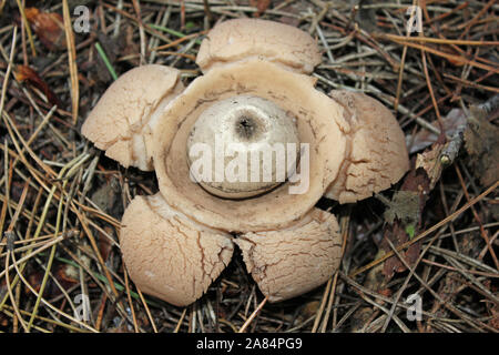 Earthstar Geastrum triplex à collier Banque D'Images