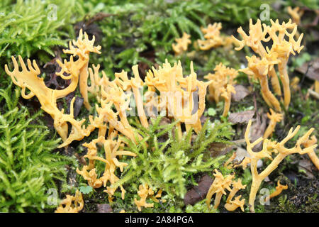 Stagshorn Calocera viscosa jaune Banque D'Images