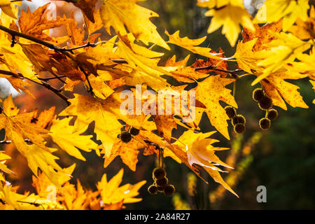 Oriental rétroéclairé avion part à l'automne, en Angleterre Banque D'Images