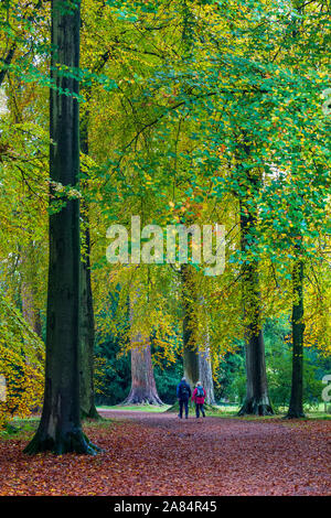 Le sentier de l'automne dans la vieille Angleterre, Westonbirt Arboretum at Banque D'Images